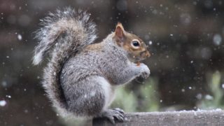 Restoring native predators could help tackle invasive species