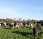 Research: Climate obligations may force cap on NI livestock numbers