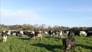 Research: Climate obligations may force cap on NI livestock numbers