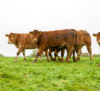 Irish farm organisation meets UK unions to discuss drystock challenges