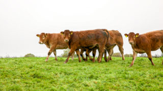 Irish farm organisation meets UK unions to discuss drystock challenges