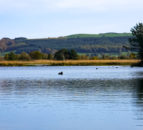 Farmers urged to keep all dogs on leads when walking around freshwater bodies