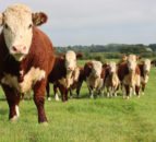 Overall decrease recorded in use of antimicrobials – WOAH