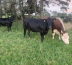 Irish beef price surpasses UK price for first time in 11 years