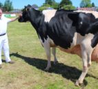 Holstein cow sweeps the boards at Ballymoney Show