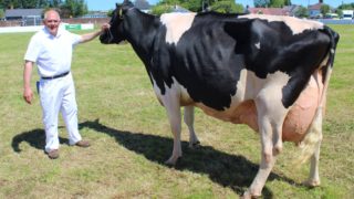 Holstein cow sweeps the boards at Ballymoney Show