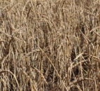Tillage: Fancy growing a crop of spelt?