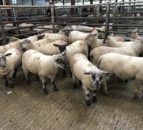 Deadweight lamb prices in Great Britain increase