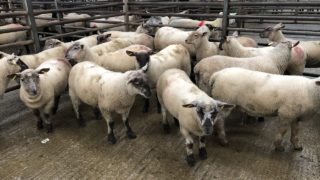 Deadweight lamb prices in Great Britain increase