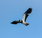 Spring crops for biodiversity – CAFRE block attracts five pairs of lapwings