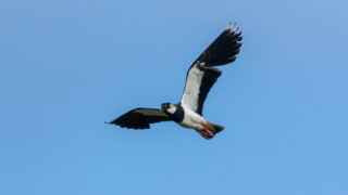 Spring crops for biodiversity – CAFRE block attracts five pairs of lapwings