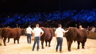 Breed championships among highlights of Sommet de l’Elevage
