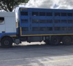 30% increase in exports of NI lambs to the ROI