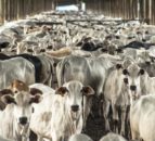 Brazil set to increase beef production by 35%