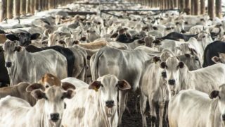 Brazil set to increase beef production by 35%