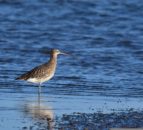 Curlew recovery project launched in Norfolk