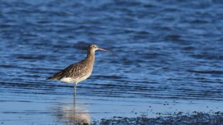 Curlew recovery project launched in Norfolk