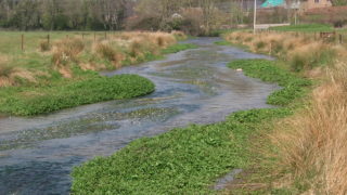 Dorset chalk stream benefits from EA funding