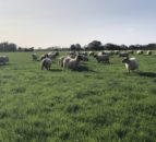 UK sheepmeat production rises 12% in May
