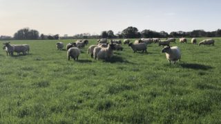 UK sheepmeat production rises 12% in May