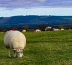33% year-on-year increase of UK sheepmeat exports in April