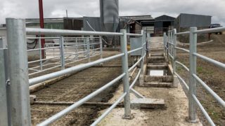 Potential foot and mouth case in UK a ‘concern’ for Irish farmers