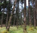 Welsh govt to invest £280,000 into forestry-related skills fund