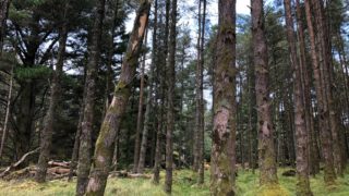 Welsh govt to invest £280,000 into forestry-related skills fund