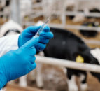 Antibiotic usage within UK agriculture continues to fall