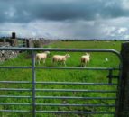 HCC aims to build on lamb export success to US