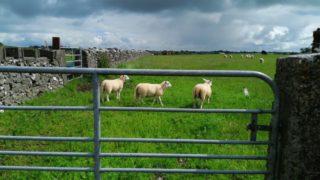 Lamb prices in Northern Ireland continue strong form