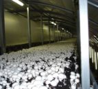 Funding of €210,000 to promote Irish mushrooms in the UK