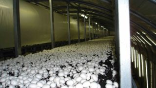 Funding of €210,000 to promote Irish mushrooms in the UK