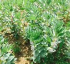 Research: Fertiliser use could be reduced with nature-based farming