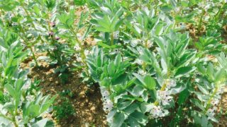 Research: Fertiliser use could be reduced with nature-based farming