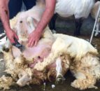 Wool prices on the rebound with further potential growth – Ulster Wool