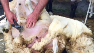 Wool prices on the rebound with further potential growth – Ulster Wool