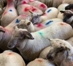Sheep throughput and prices fall in Great Britain
