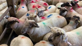 Sheep throughput and prices fall in Great Britain
