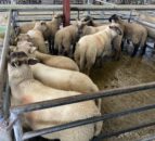 Lamb prices up 36p/kg on last year in Northern Ireland