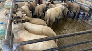 Lamb prices up 36p/kg on last year in Northern Ireland