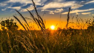 FAO: Wheat and poultry price indexes rose in May