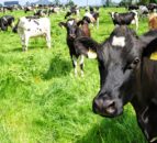 GDT to run single product auctions from next month