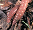 Soil monitoring - middens and earthworms