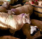 Northern sheep trade: Lamb prices edge upwards