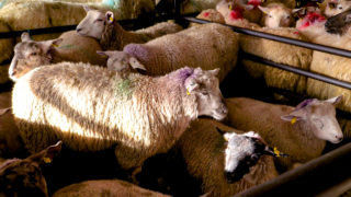 Northern sheep trade: Lamb prices edge upwards