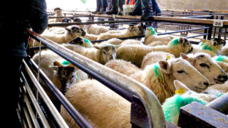 £34.50 increase on 21kg lamb carcass compared to 2020