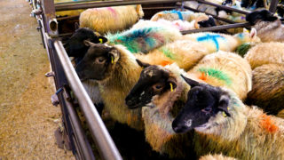 Northern sheep trade: Lamb prices come under pressure