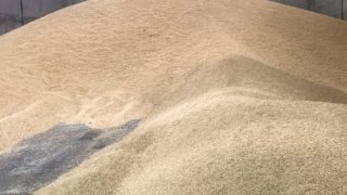 AHDB: Wheat and barley stocks tight – relative to demand