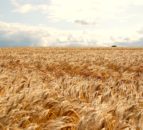 Opinion: Is new light being shed on 6-row, hybrid barleys?